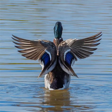 duck angel wings|are angel wings heavy human.